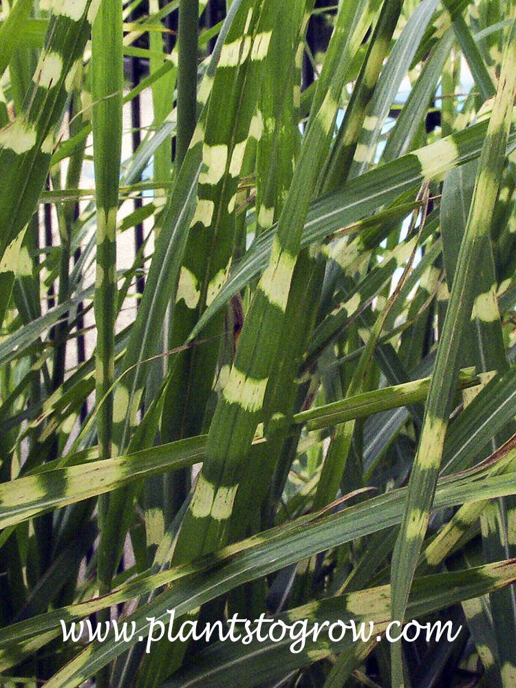 Zebra Grass (Miscanthus sinensis)
A close up of the variegated stripes on the leaves.
